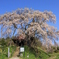 上石の不動桜①