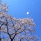 HANA・HANA 37 (sakura-mau)