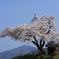 小沢の桜