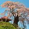 青空に映えて　～ 上石の不動桜 ～
