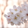 夕暮れの桜