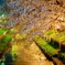 川越　誉の桜
