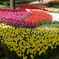 DSCF0540