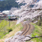 sakura curve