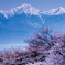 常念桜
