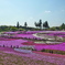 羊山公園　芝桜の丘