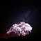 闇浮桜