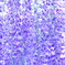JAPANESE WISTERIA