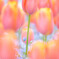 Tulip pink × Nemophila blue