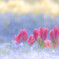 Tulip pink × Nemophila blue　キラキラ