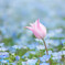 Tulip pink × Nemophila blue　ペコリ