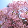 西光寺の桜 II