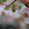 木瓜（ぼけ）・・・