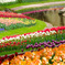 tulip rainbow