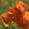 ポピーの花畑
