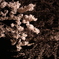 夜桜