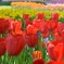 チューリップ