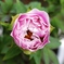 開花前の芍薬
