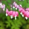 何の花だろう？？