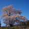 戸津辺の桜