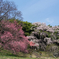 雪村庵・雪村桜・雪村梅