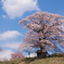 天神桜
