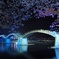 青い桜と錦帯橋
