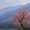 白馬の一本桜