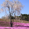 桜色