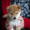 柴犬