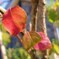ニシキギの紅葉