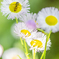 春 Welcome spring!