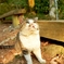 ねこ太郎