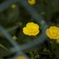 雑草
