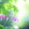 PinkなHeart