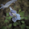 flower#02