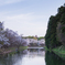 桜と空