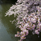 水辺の桜