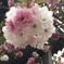 八重桜