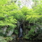 日本庭園3