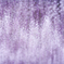 wisteria shower 