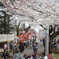 観音寺川　桜まつり　　露店の賑わい