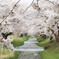 観音寺川　桜まつり　　その１