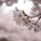 桜花