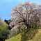 天照山桜　
