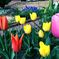 チューリップ