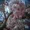 枝垂桜