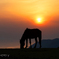 御崎馬と夕陽
