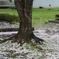 雨のあと