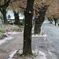 雨のあと